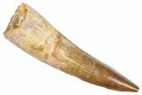Fossil Spinosaurus Tooth - Real Dinosaur Tooth #382329-1